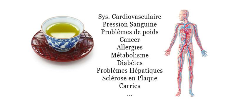 Les bienfaits du thé vert