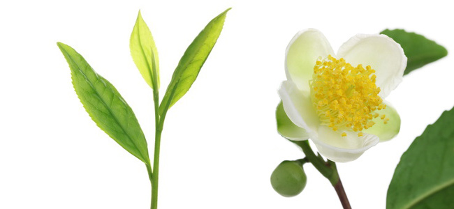 Théier – Camellia Sinensis