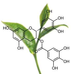 The-vert-EGCG