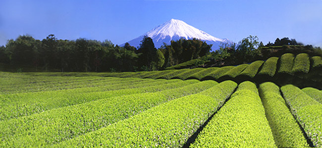 The-vert-Japon-Mont-fuji