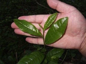 Camellia Sinensis var. Sinensis