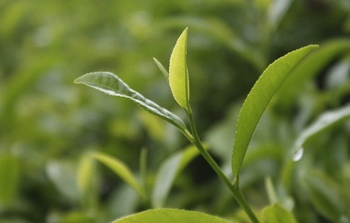 plante-medicinale