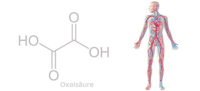 Oxalate dans le thé vert