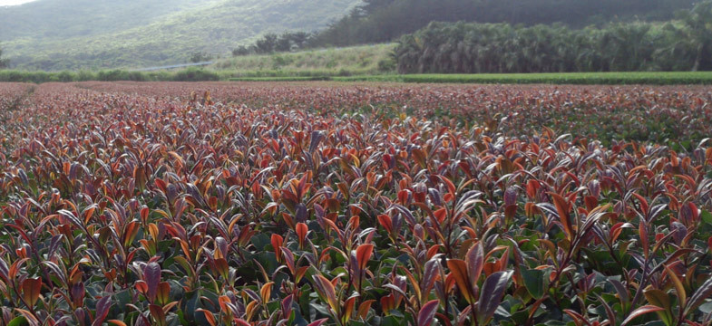 Le thé Sunrouge