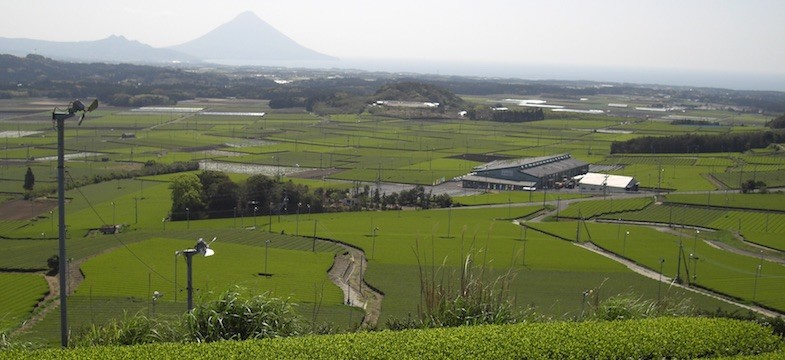 Thé vert de Chiran (Kagoshima)