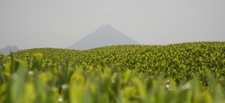 Thé vert de Kagoshima