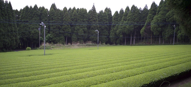 Thé vert de Shibushi (Kagoshima)