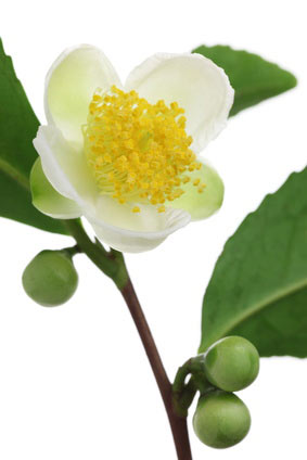 Fleur-Camellia-Sinensis