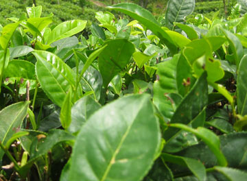 Feuilles de Camellia Sinensis