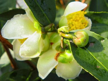 Fleures de Camellia Sinensis